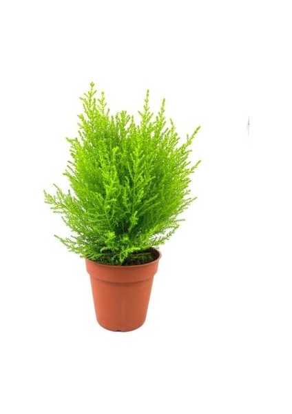 Limoni Servi Çam Fidanı - Boyu 30-40 cm ) Limon Kokulu Çam