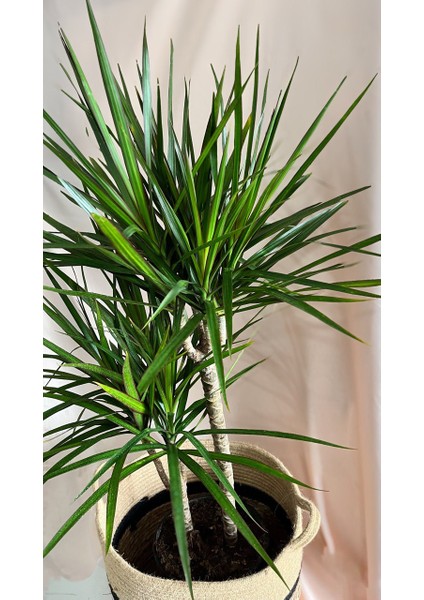 Dracaena Marginata 2 Gövdeli Salon Ofis Bitkisi İç Mekan