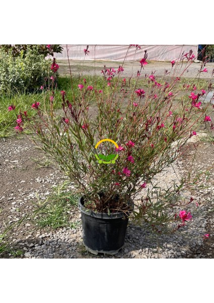 Gaura Çalısı 'Gaura lindhemeria' fiyatları