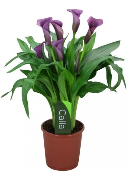 Mor Gala Gelin Çiçeği (Calla Lily) 10-30 cm