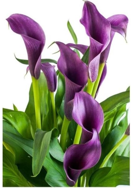 Mor Gala Gelin Çiçeği (Calla Lily) 10-30 cm