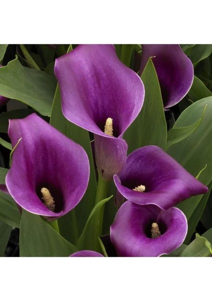 Mor Gala Gelin Çiçeği (Calla Lily) 10-30 cm