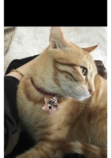 "Yıldız" Şeklinde Pembe Tasma - Zilli - Sugar Pink Glitter - İsimli Kedi/ Küçük Irk Köpek Tasması fırsatları