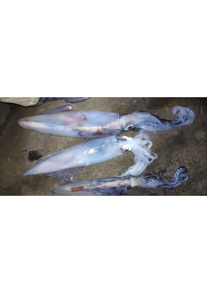 14G Kalamar, Sübye ve Ahtapot Zokası