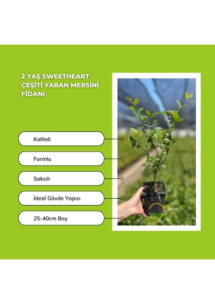 10 Adet Sweetheart Çeşiti Yaban Mersini Fidanı Paketi