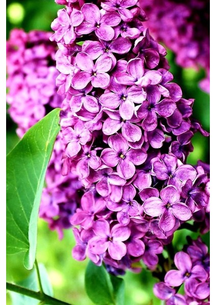 Mis Kokulu 1 Adet Mor Leylak Çiçeği Fidanı 40 - 60 cm Saksılıtüplü