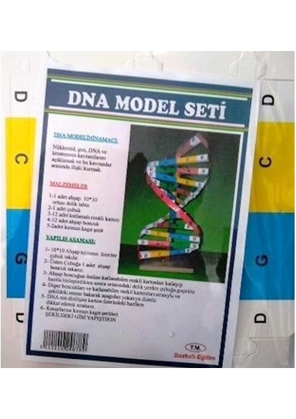Dna Model Yapım Deney Seti 2 Adet