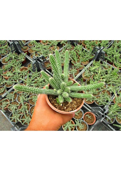 Yılan Kaktüs Chamaecereus Silvestrii