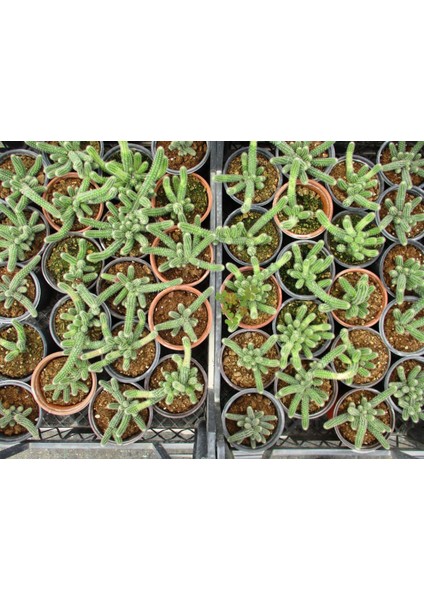Yılan Kaktüs Chamaecereus Silvestrii