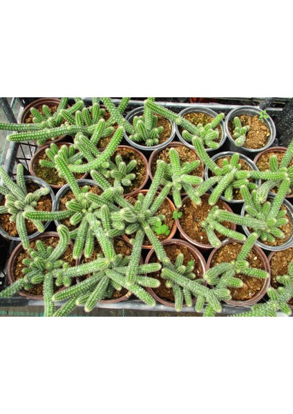 Yılan Kaktüs Chamaecereus Silvestrii