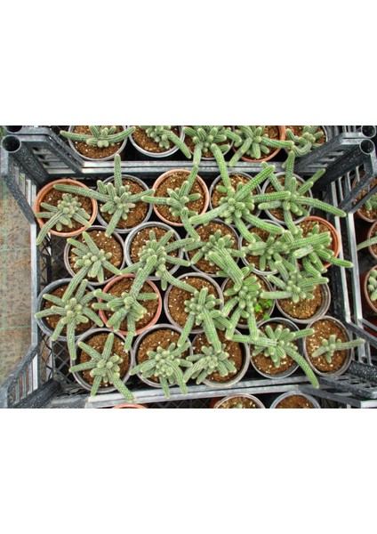 Yılan Kaktüs Chamaecereus Silvestrii