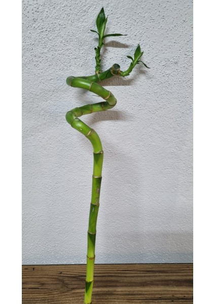 Bamboo
