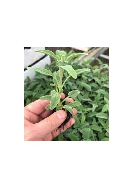 Salvia Officinalis Adaçayı Fidesi 10-20 cm