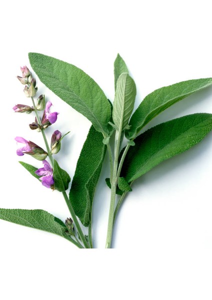 Salvia Officinalis Adaçayı Fidesi 10-20 cm