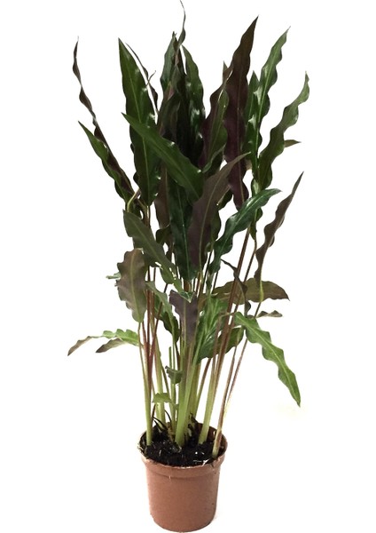 Calathea Rufibarba (Dua Çiçeği)
