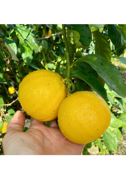 Bergamot Kurusu 3x100 gr (2025 Yeni Sezon) fiyatları