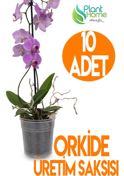10 Adet Orkide Üretim Saksısı - Plastik Şefaf Orkide Üretimine Uygun Saksı