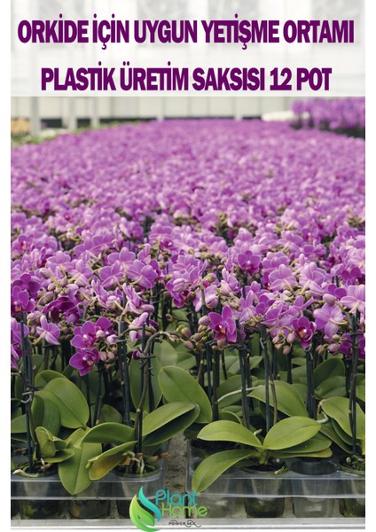 10 Adet Orkide Üretim Saksısı - Plastik Şefaf Orkide Üretimine Uygun Saksı