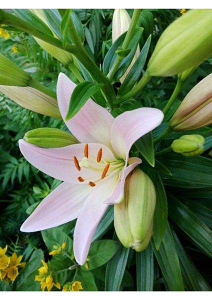 Ithal Lilium Longiflorum (Zambak Lilium) - Zarif Beyaz Çiçekleriyle Dikkat Çeken Lale Çiçeği