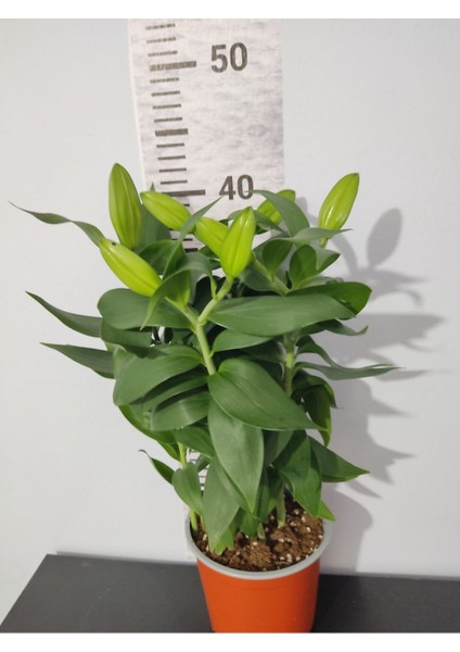 Ithal Lilium Longiflorum (Zambak Lilium) - Zarif Beyaz Çiçekleriyle Dikkat Çeken Lale Çiçeği fiyatları