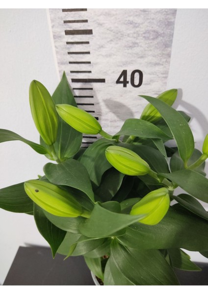 Ithal Lilium Longiflorum (Zambak Lilium) - Zarif Beyaz Çiçekleriyle Dikkat Çeken Lale Çiçeği modelleri