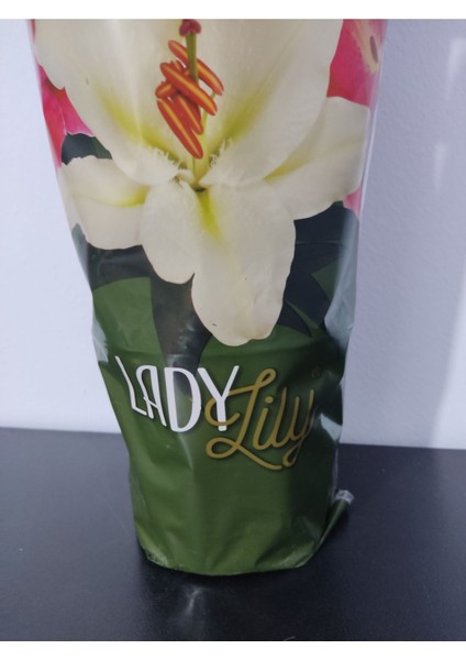 Ithal Lilium Longiflorum (Zambak Lilium) - Zarif Beyaz Çiçekleriyle Dikkat Çeken Lale Çiçeği fırsatları