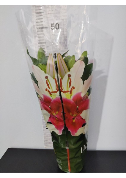 Ithal Lilium Longiflorum (Zambak Lilium) - Zarif Beyaz Çiçekleriyle Dikkat Çeken Lale Çiçeği indirimleri