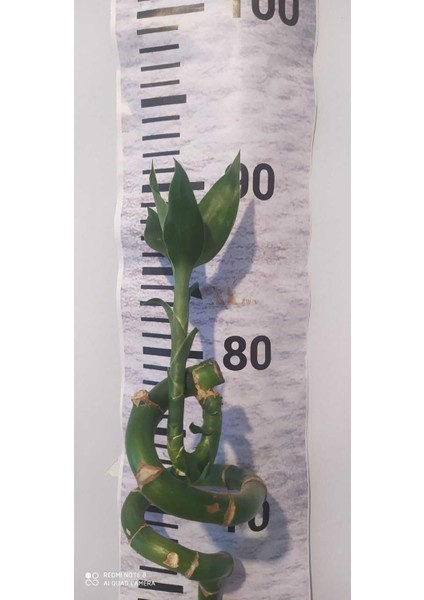 Şans Bambu 90 cm (Dal Bambu, Lucky Bamboo) - Kolay Bakımlı Iç Mekan Bitkisi fırsatları
