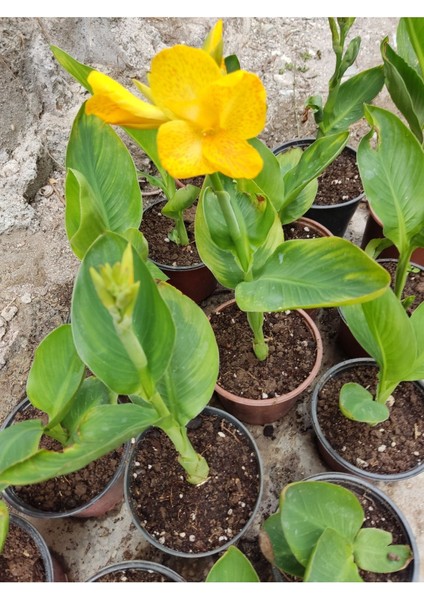 Sarı Çiçeği (Canna Generalis) - Tropikal Görünümlü Sarı Çiçekli Bahçe Bitkisi