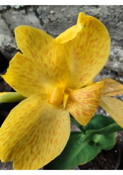Sarı Çiçeği (Canna Generalis) - Tropikal Görünümlü Sarı Çiçekli Bahçe Bitkisi fiyatları