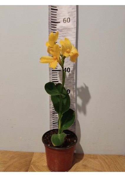Sarı Çiçeği (Canna Generalis) - Tropikal Görünümlü Sarı Çiçekli Bahçe Bitkisi modelleri