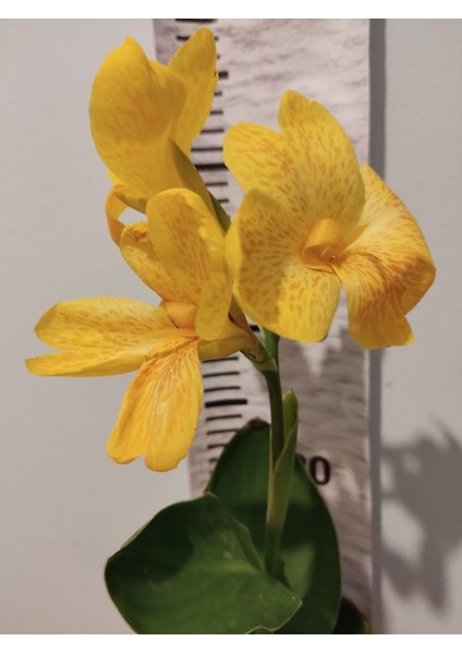 Sarı Çiçeği (Canna Generalis) - Tropikal Görünümlü Sarı Çiçekli Bahçe Bitkisi indirimleri