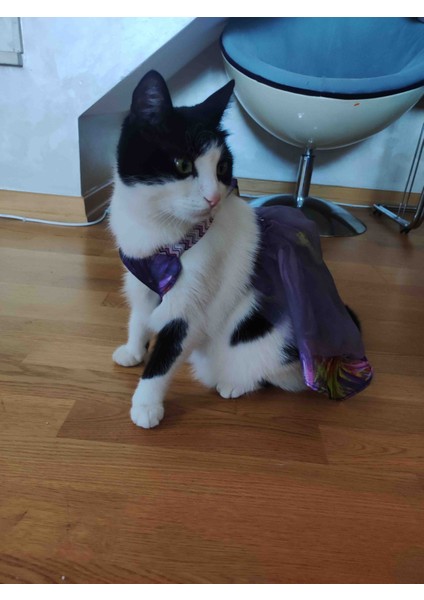 Mor tüllü Kedi Kıyafeti fiyatları