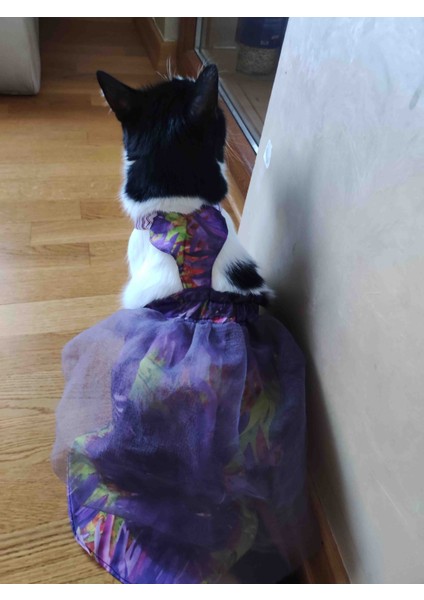 Mor tüllü Kedi Kıyafeti modelleri