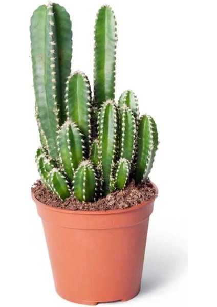 Cereus Peruvianus Florida - Radysyon Emici Kaktüs Sukulent - 5.5 Cm, Canlı Bitki