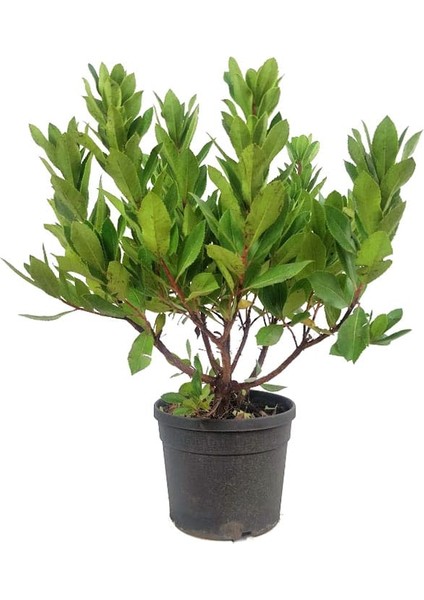 Kocayemiş (Arbutus Unedo) Fidanı 3 Adet
