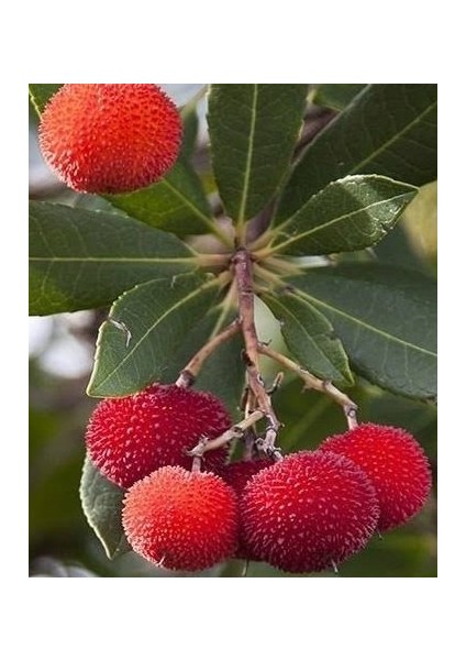 1 Yaş Dağ Çileği Fidanı -60 cm