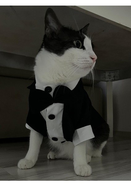 Siyah Papyonlu Smokin Damatlık Kedi ve Köpek Elbisesi Kıyafeti Takım Elbise indirimleri