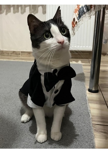 Siyah Papyonlu Smokin Damatlık Kedi ve Köpek Elbisesi Kıyafeti Takım Elbise