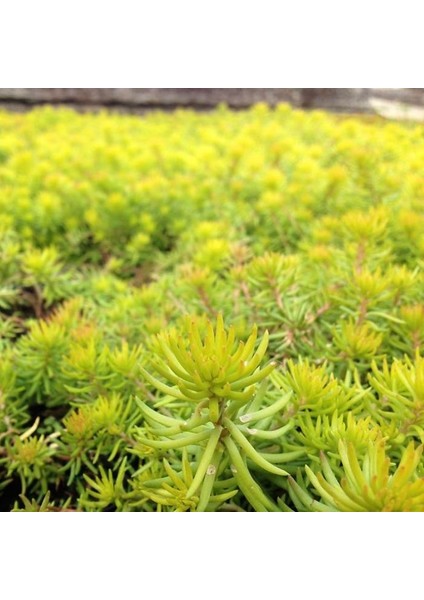 SARI SEDUM 90 ADET - YER ÖRTÜCÜ ÇOK YILLIK BİTKİ