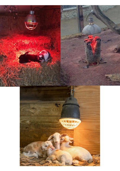 (10 Adet) 250W Kızılötesi (Infrared) Isıtıcılı Hayvan Isıtma ve Kuluçka Lambası (Kırmızı Işık) E27 (Kalın Duy)
