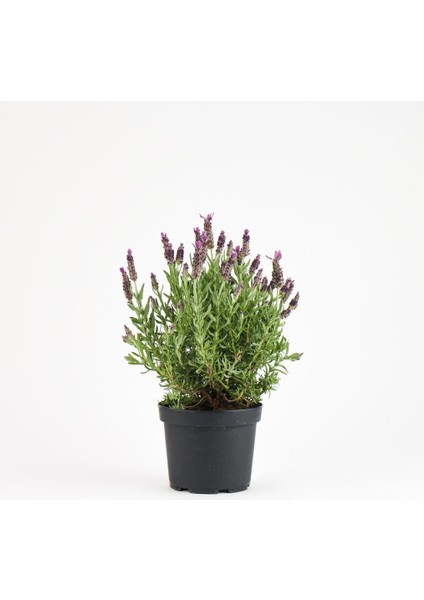 Thebestonline Lavanta Fidanı (Lavandula Officinalis)