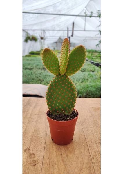 Opuntia Microdasys Rufida(Kırmızı Tavşan Kulağı) (5.5 cm Saksıda) Tüylü Sukulent