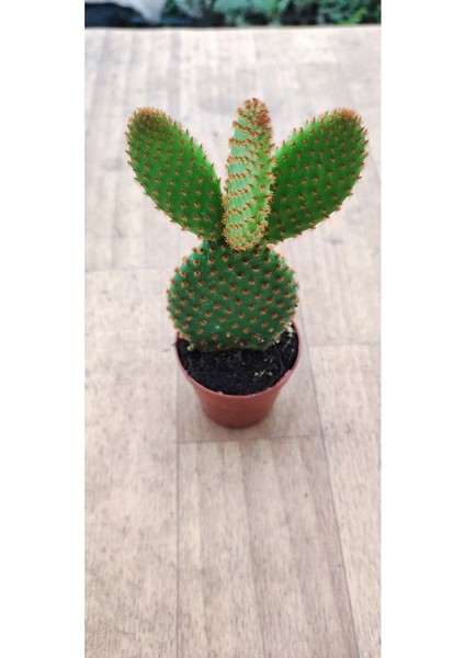 Opuntia Microdasys Rufida(Kırmızı Tavşan Kulağı) (5.5 cm Saksıda) Tüylü Sukulent