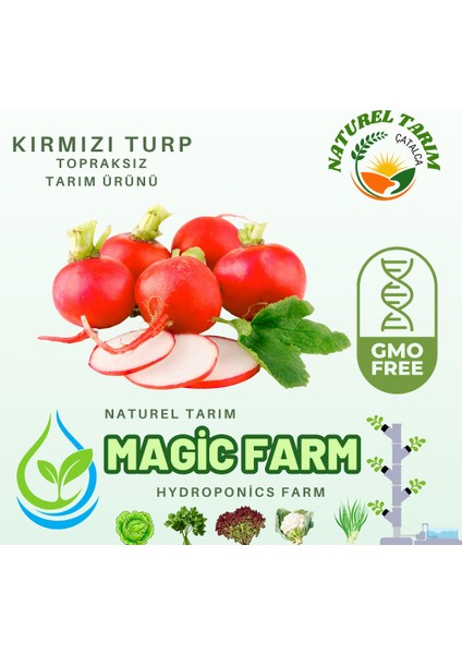 Kırmızı Turp ( Hidroponik )