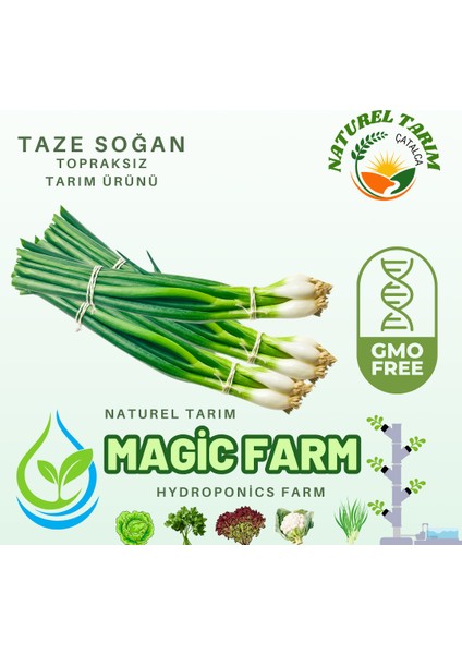 Naturel Taze Soğan ( Hidroponik )