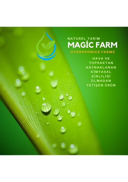 Naturel Taze Soğan ( Hidroponik ) fırsatları