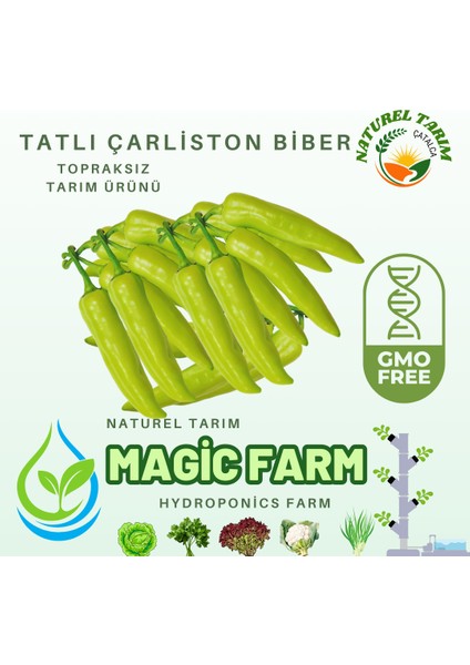 Yeşil Biber Tatlı ( Hidroponik )