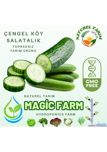 Çengel Köy Salatalık ( Hidroponik )