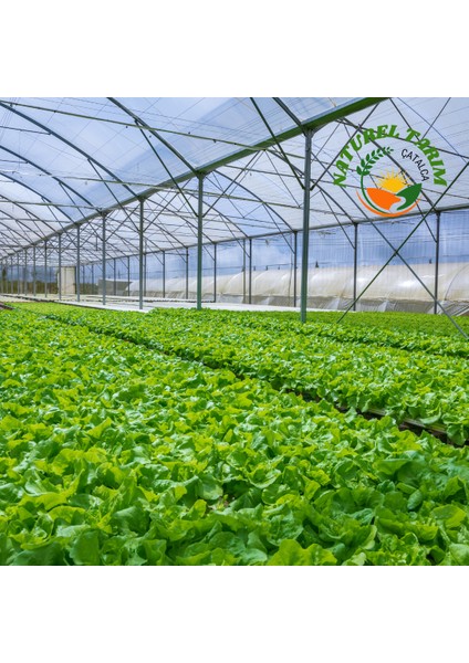 Çengel Köy Salatalık ( Hidroponik ) fiyatları